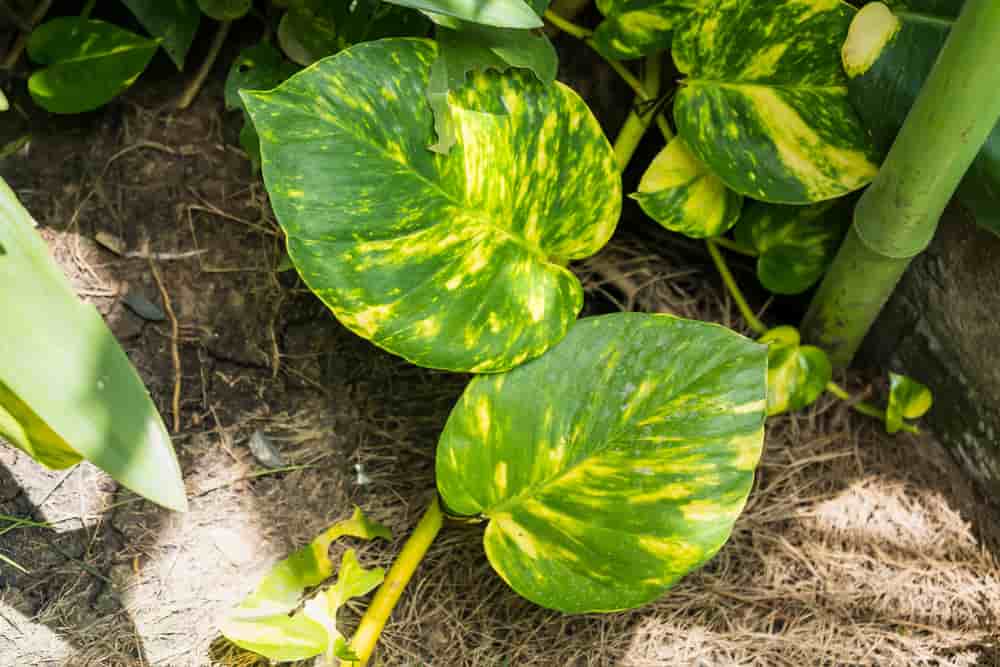 6 Easy Steps to Turn Your Large Pothos into a Giant (2024)