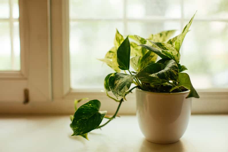 Pothos Nodes The Ultimate Guide to Getting Them to Grow