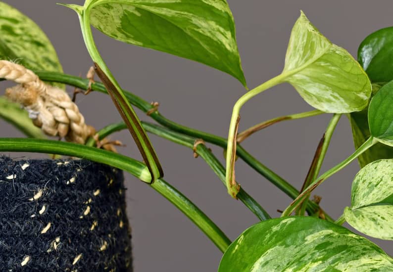 Pothos Nodes The Ultimate Guide to Getting Them to Grow