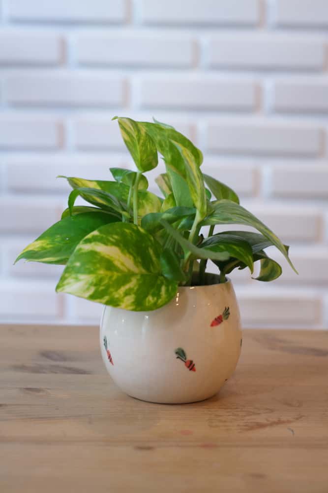 indoor pothos in a pot that does not have pothos flower