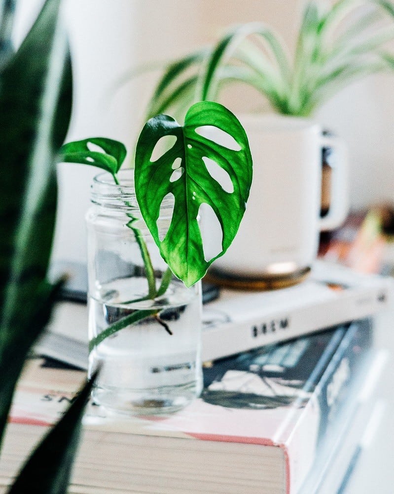 Propagating Monstera All about Monstera propagation Houseplant Central