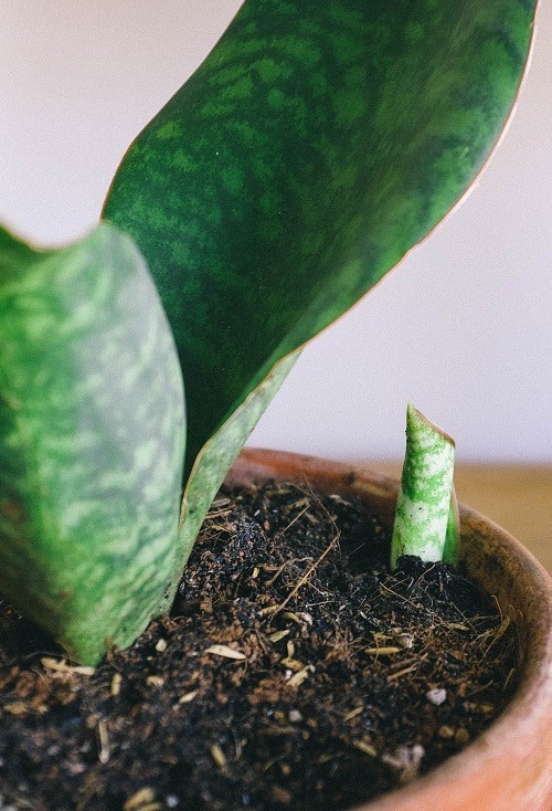 How to propagate a snake plant In water or soil! Houseplant Central
