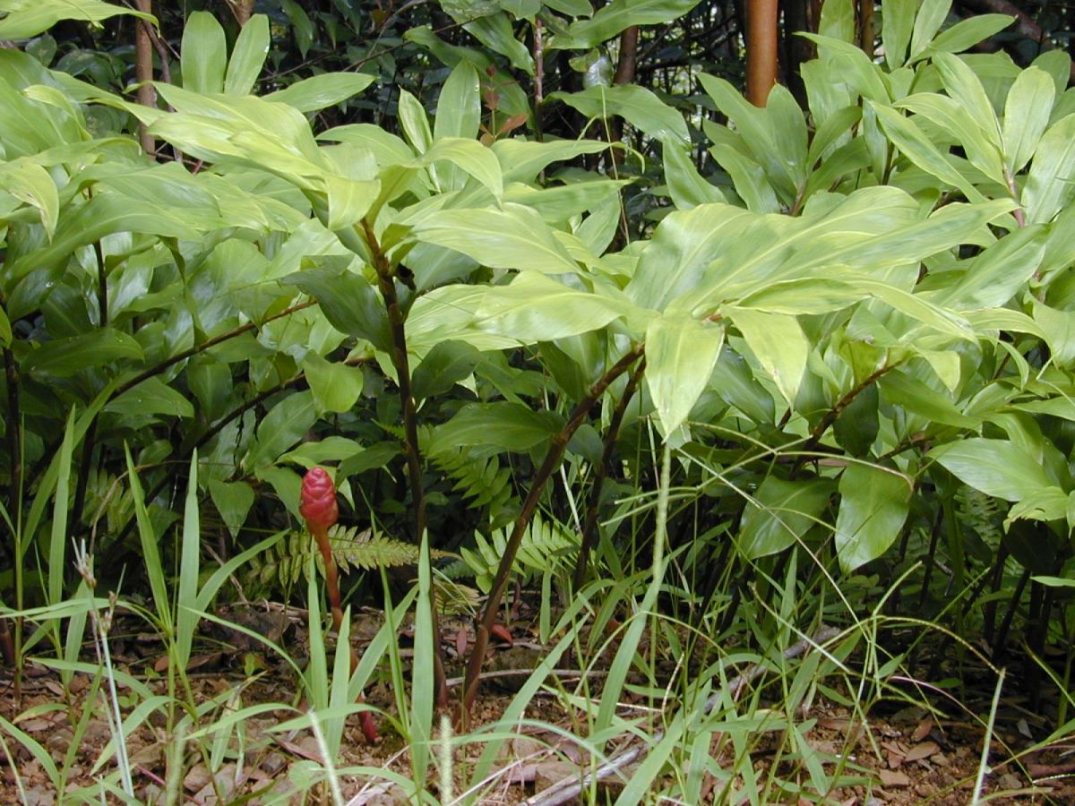 Shampoo Ginger Lily How To Care And Grow