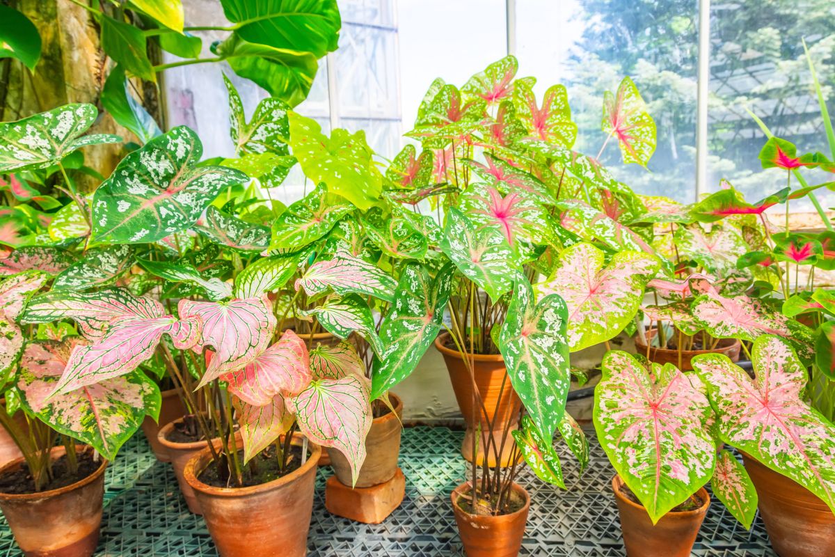 Caladiums The complete guide to caring for the Heart Of Jesus houseplant