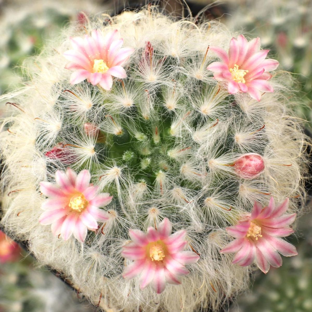 How to Care for Flowering Cactus Varieties Houseplant Central