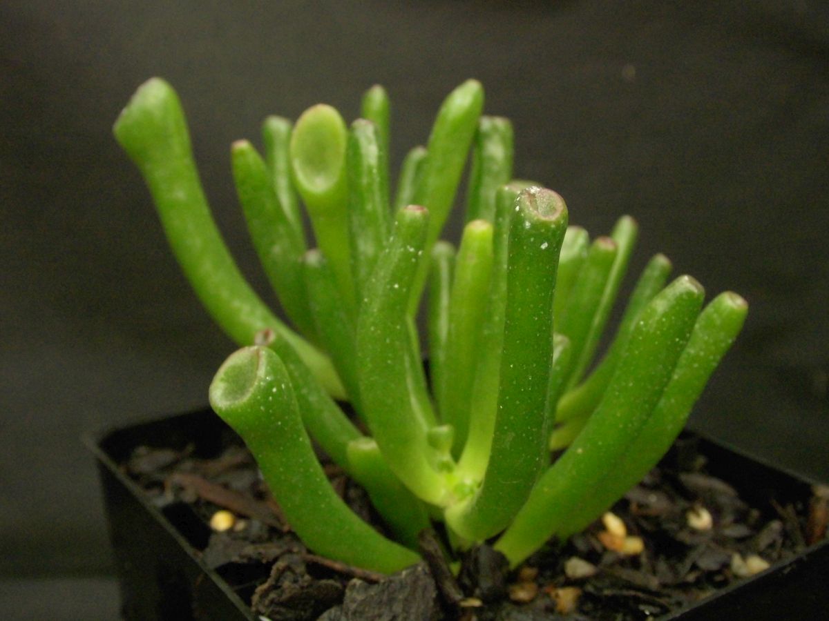 15 Types Of Jade Plants That Are Suitable For Indoor Spaces