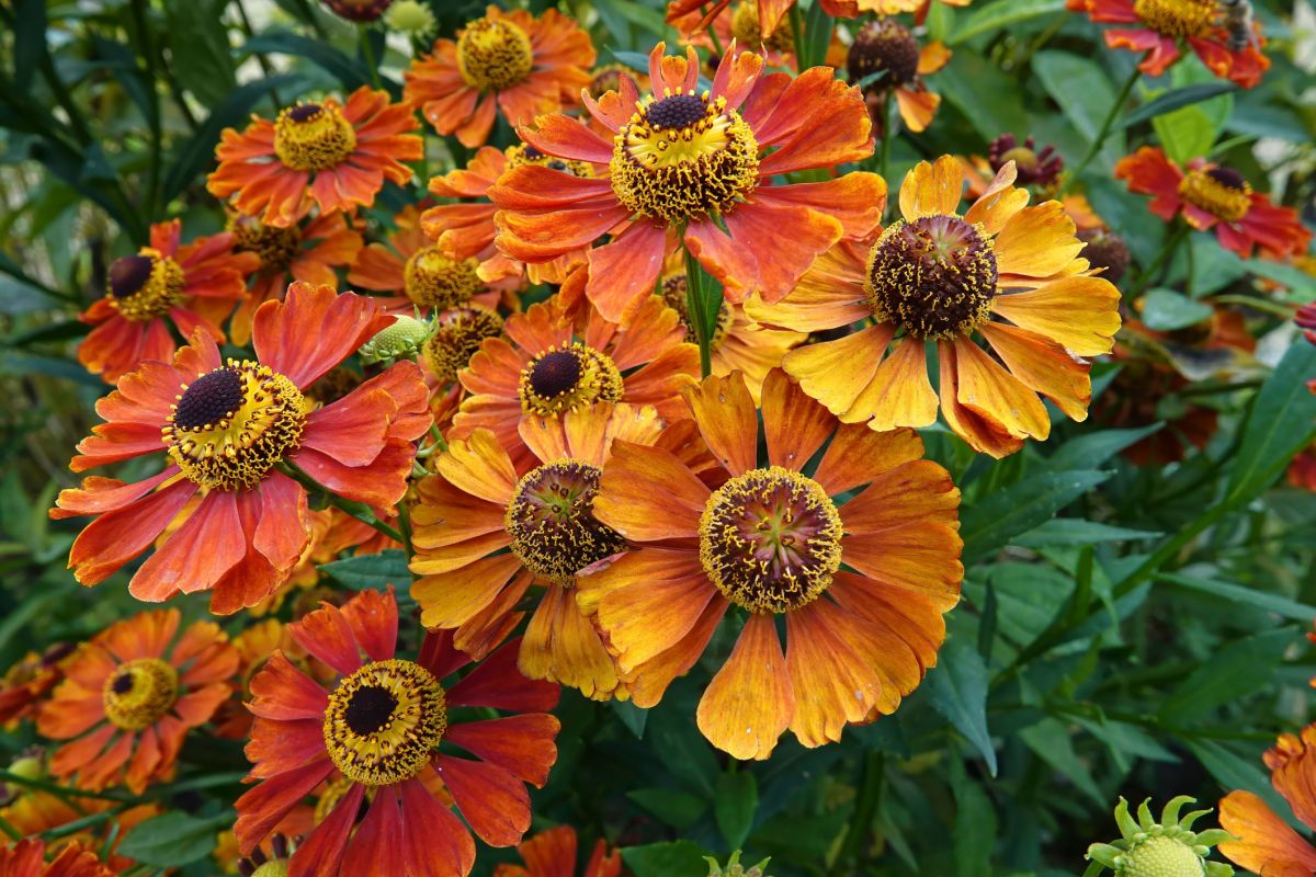 The Best Fall Flowers for Pots