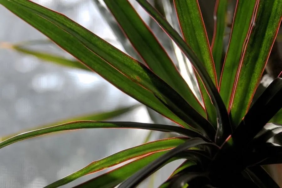 Dragon Tree Care How to Care for Dracaena Marginata