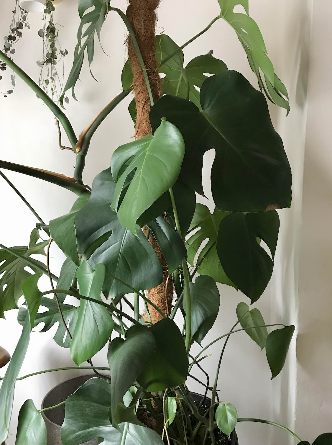 Monstera Plant Support A Guide to Training and Growth Ames Farm Center