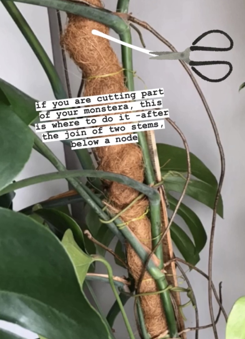 How to train your monstera around a support HOUSE PLANT HOUSE
