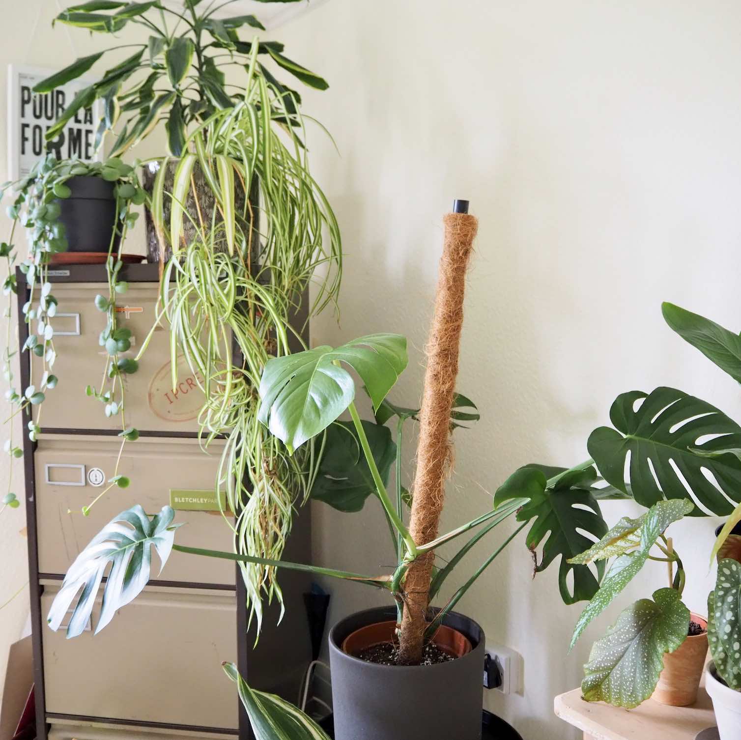 How to train your monstera around a support HOUSE PLANT HOUSE
