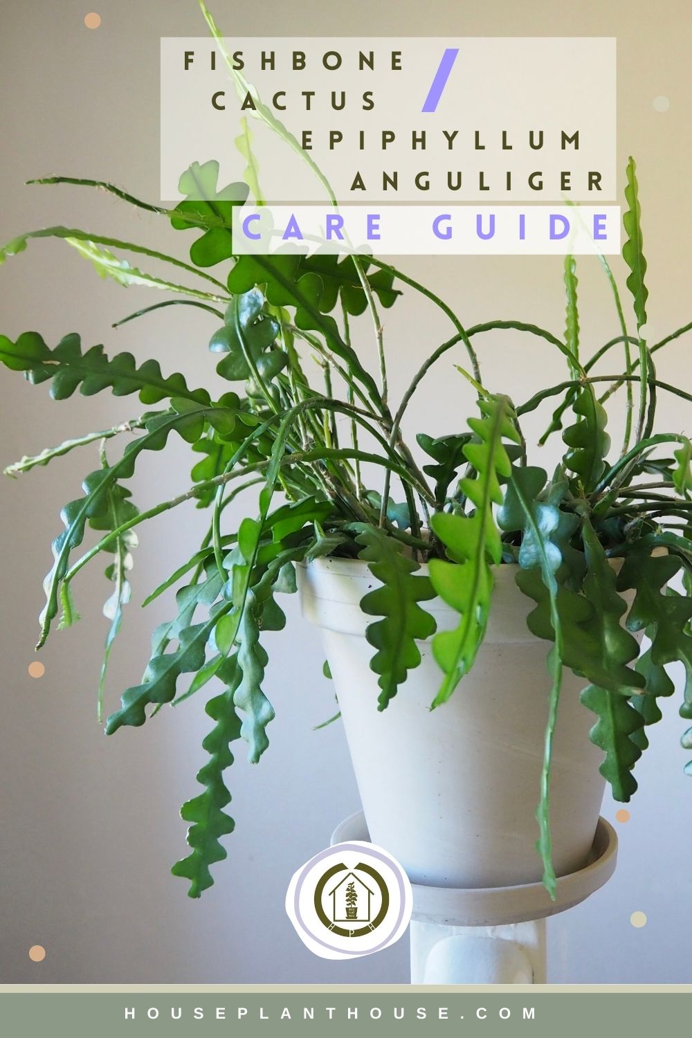 Fishbone cactus Care Guide HOUSE PLANT HOUSE