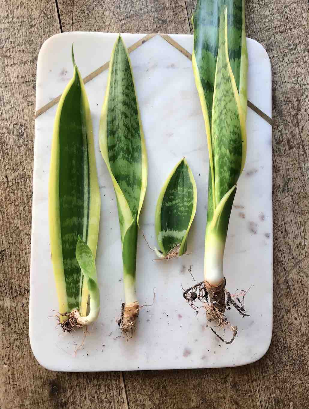 Snake Plant Propagation Methods HOUSEPLANTHOUSE