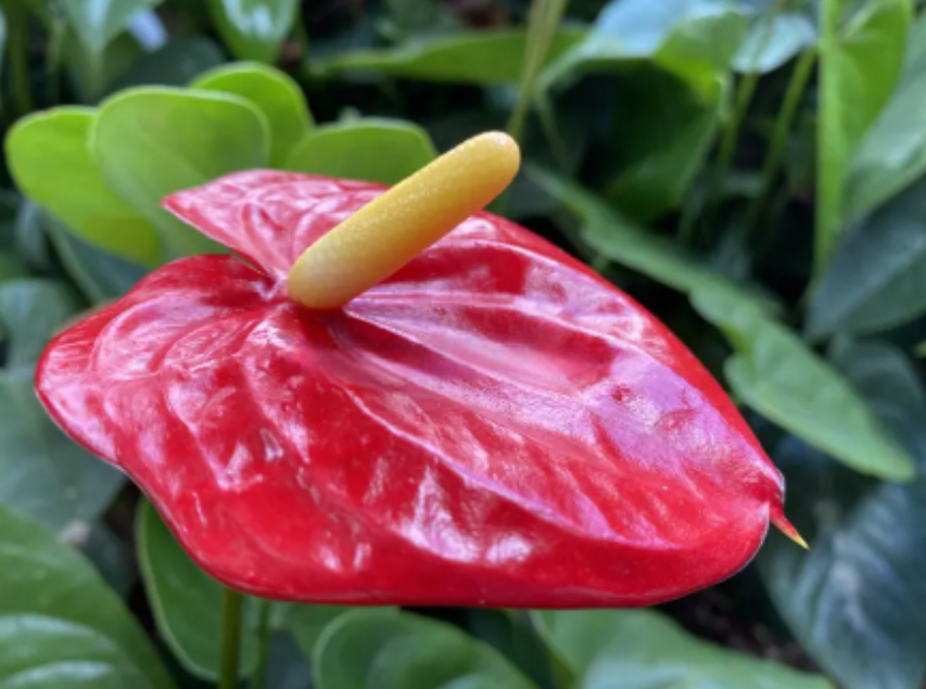 Best Indoor Tropical Plants 7 Stunning Varieties to Bring the Tropics