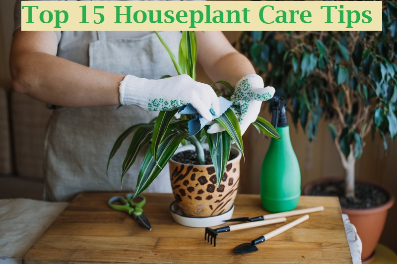 Top 15 Houseplant Care Tips
