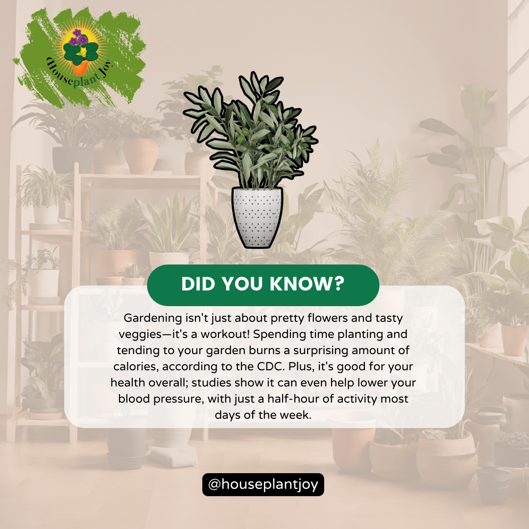 Benefits Of Having Plants In The Home