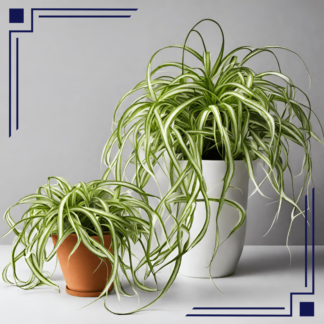 Curly Spider Plant A Perfect Indoor Plant