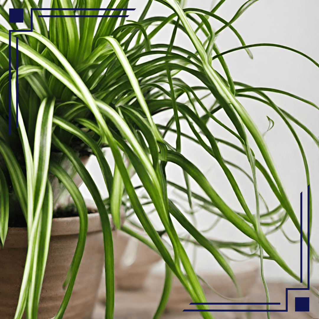 Curly Spider Plant A Perfect Indoor Plant