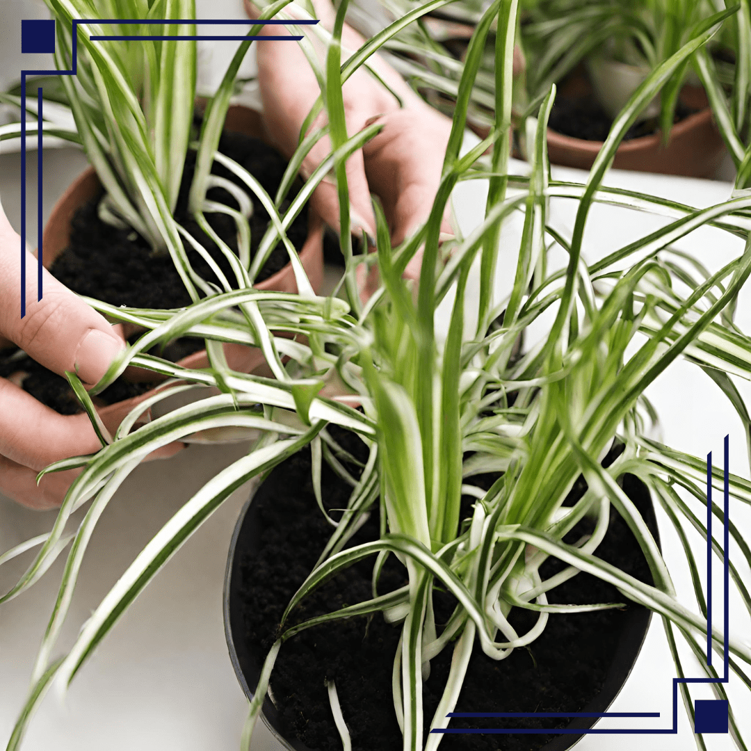 Curly Spider Plant A Perfect Indoor Plant