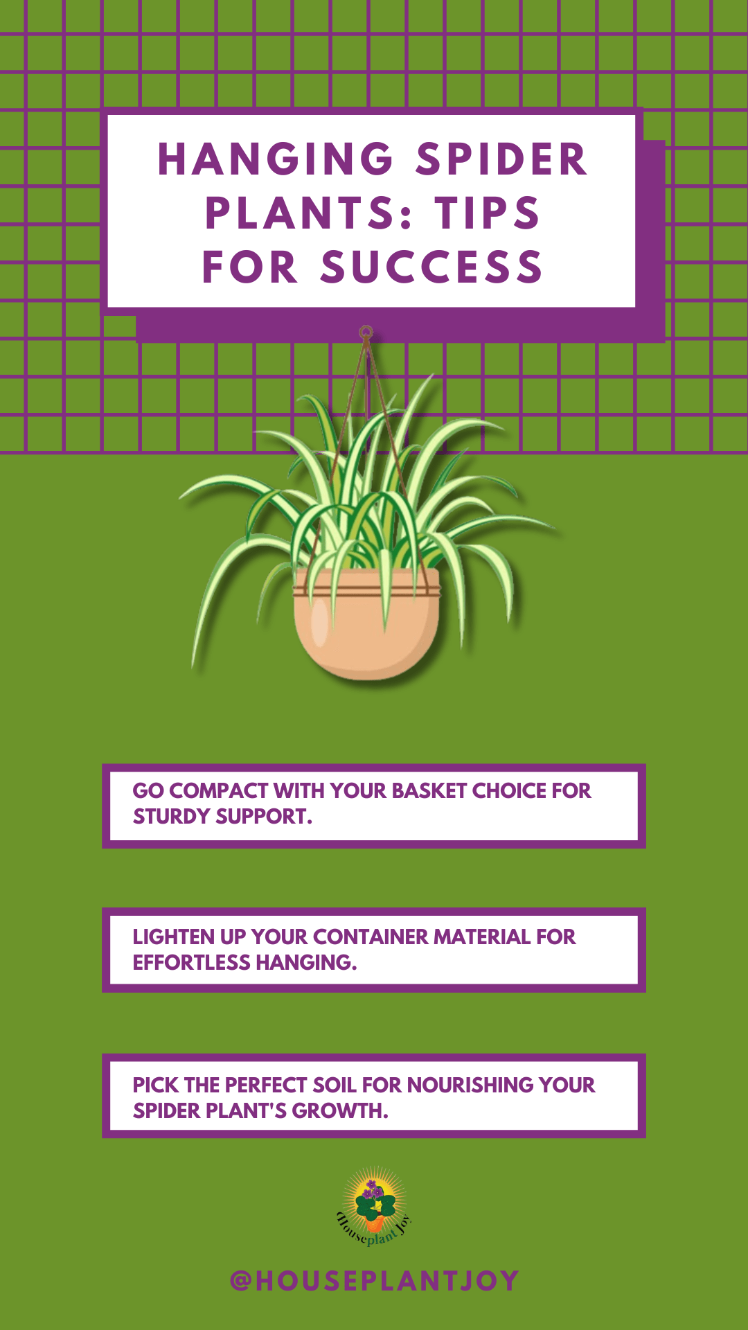 Hanging Spider Plant Care Tips