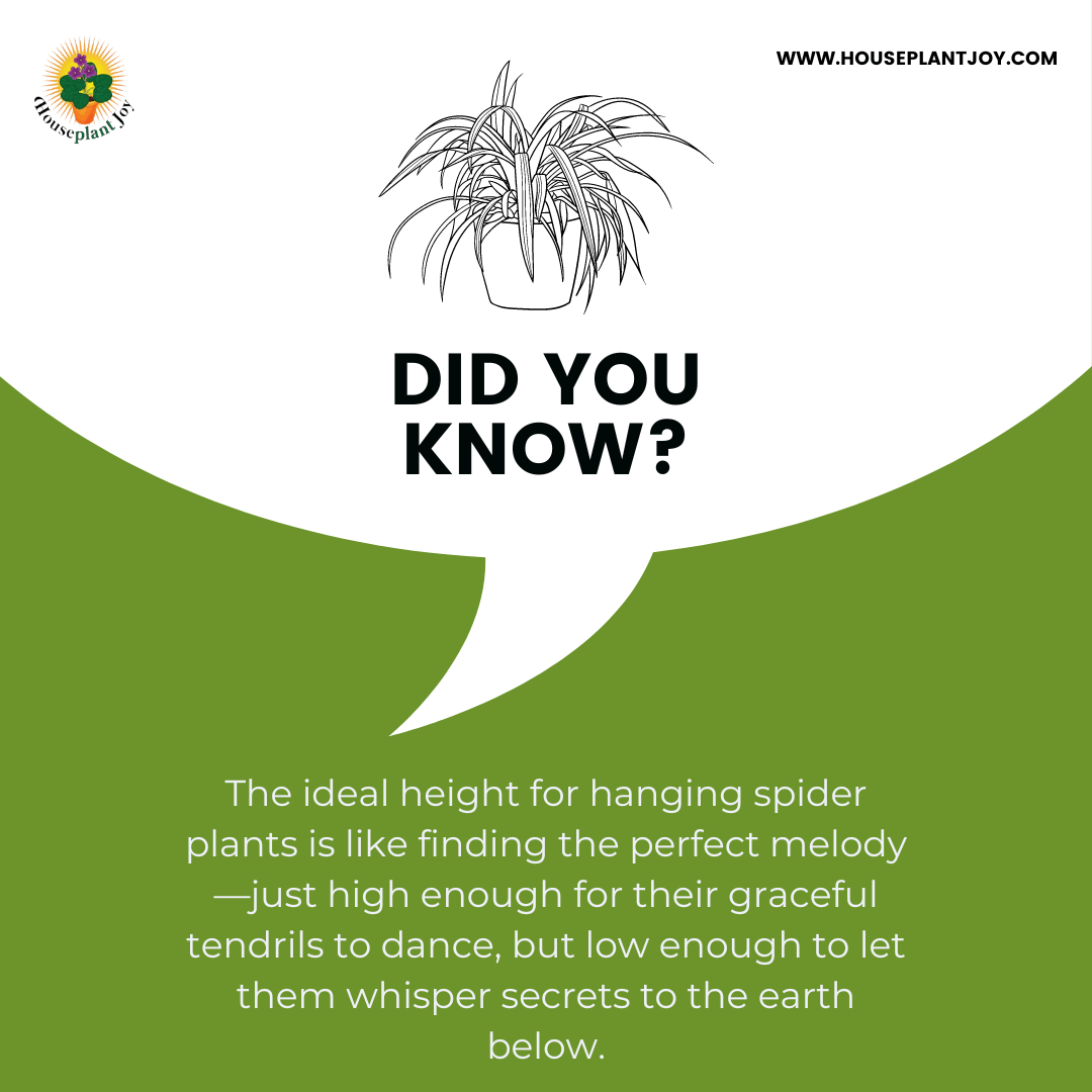 Hanging Spider Plant Care Tips