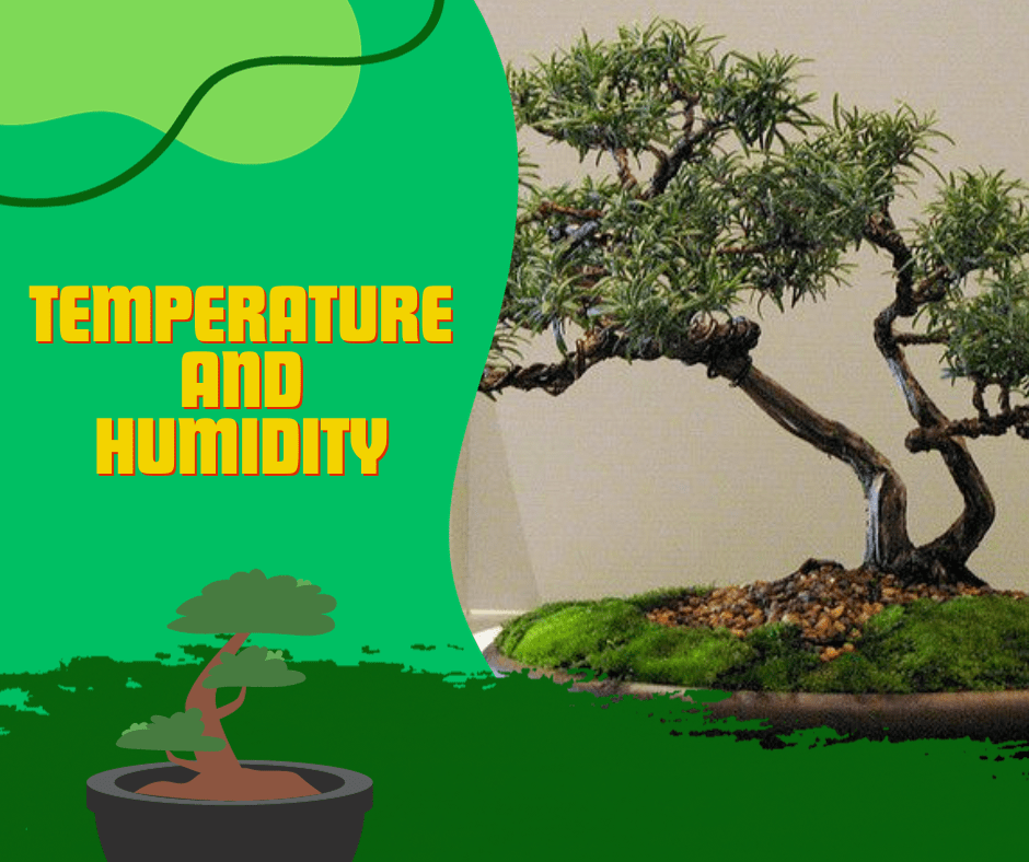 Rosemary Bonsai Care Guide And Tips