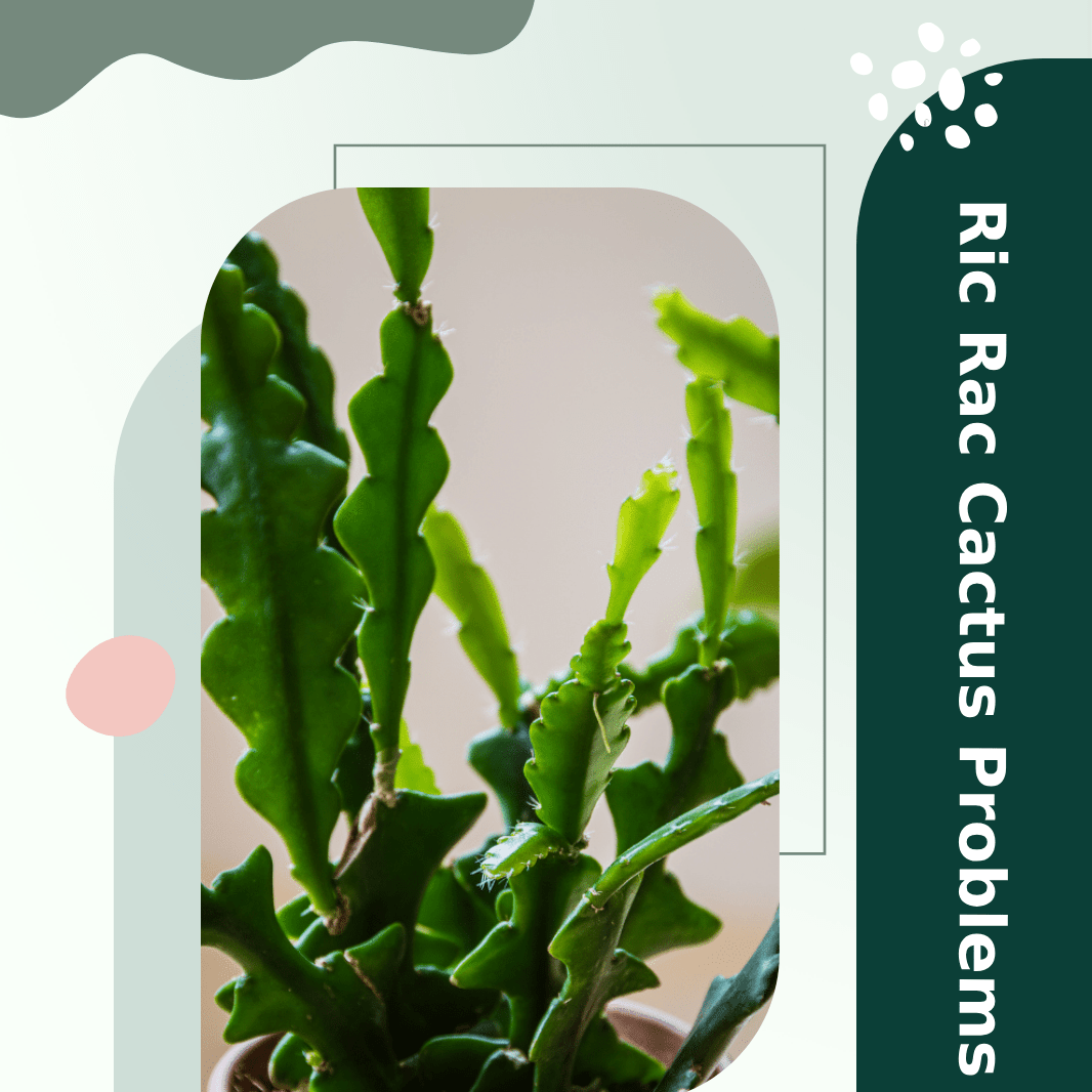 Ric Rac Cactus Care And Growing Guide (Fishbone Cactus)