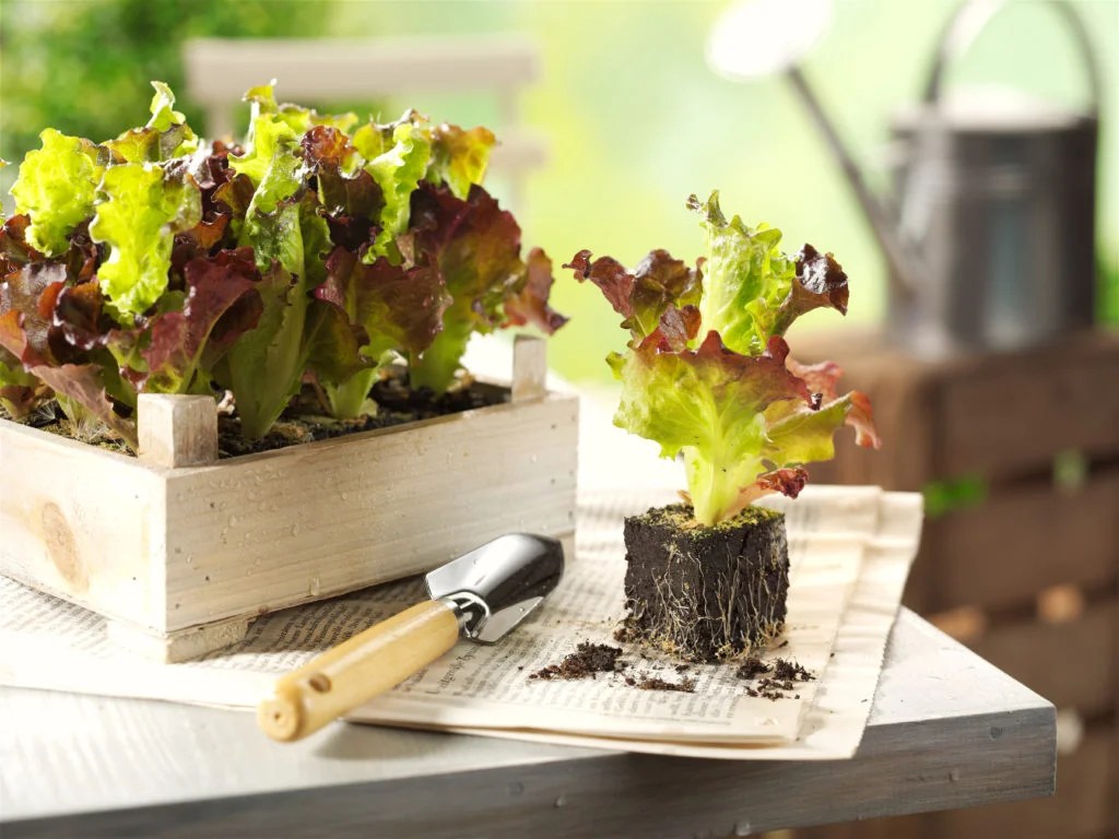 How to Grow Lettuce Indoors [Care For Indoor Lettuce] House Plant Palace