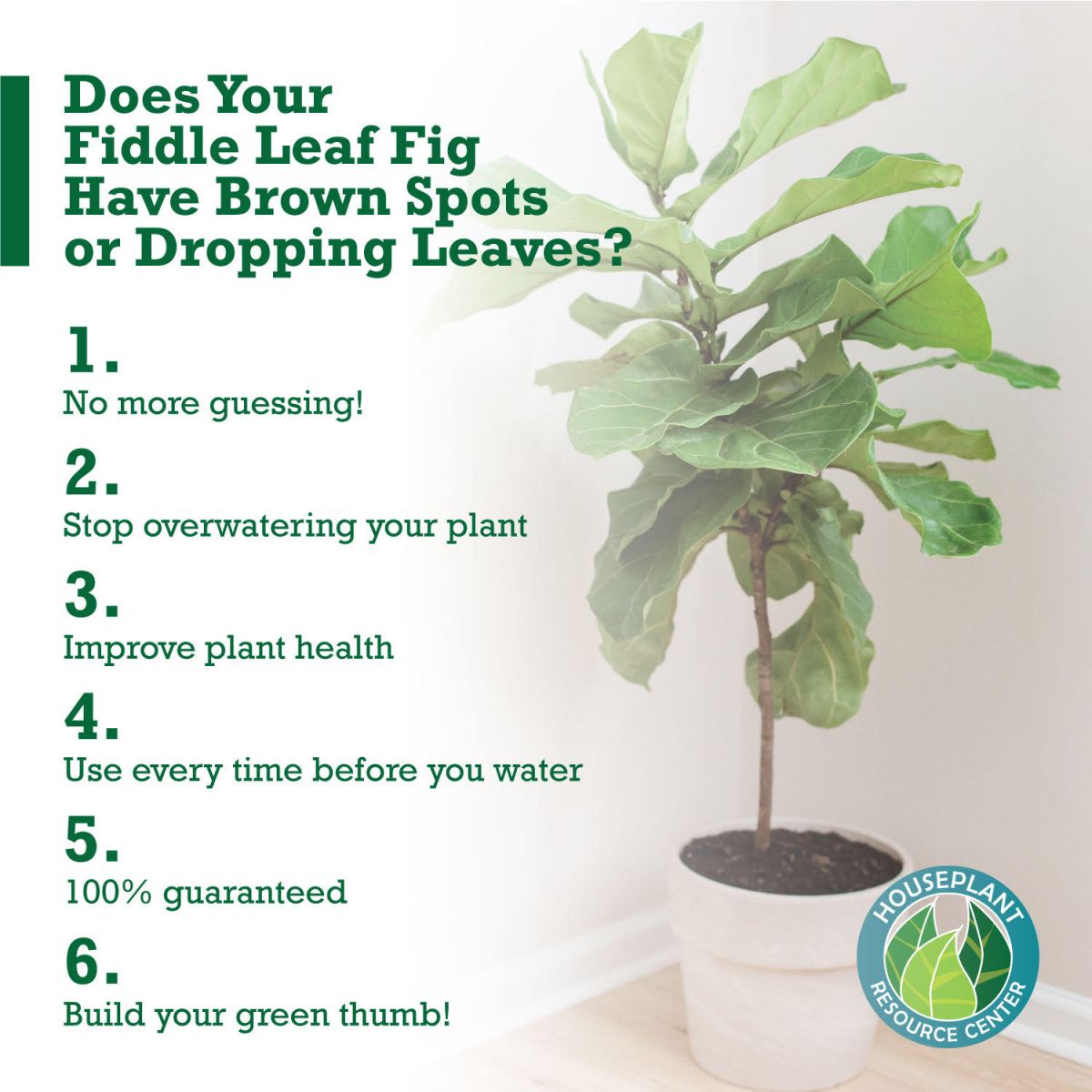 Fiddle Leaf Fig Plant Food Moisture Meter Houseplant Resource Center