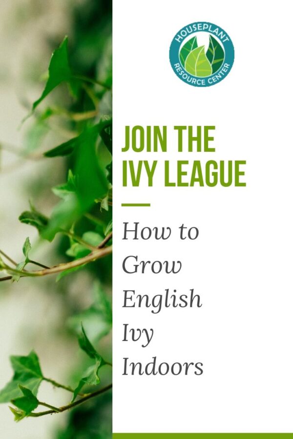 Join the Ivy League How to Grow English Ivy Indoors Houseplant