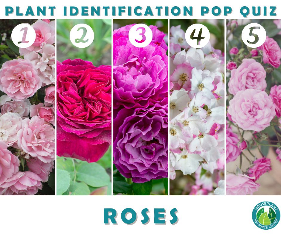Rose Identification Quiz Houseplant Resource Center
