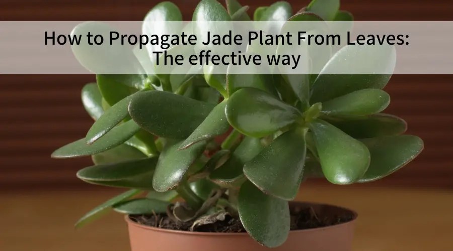 How to Propagate Jade Plant From Leaves The effective way