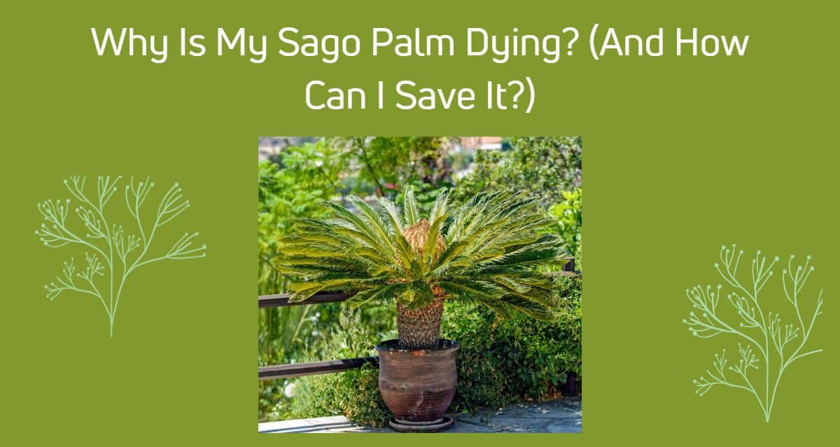 Why Is My Sago Palm Dying? (And How Can I Save It?)