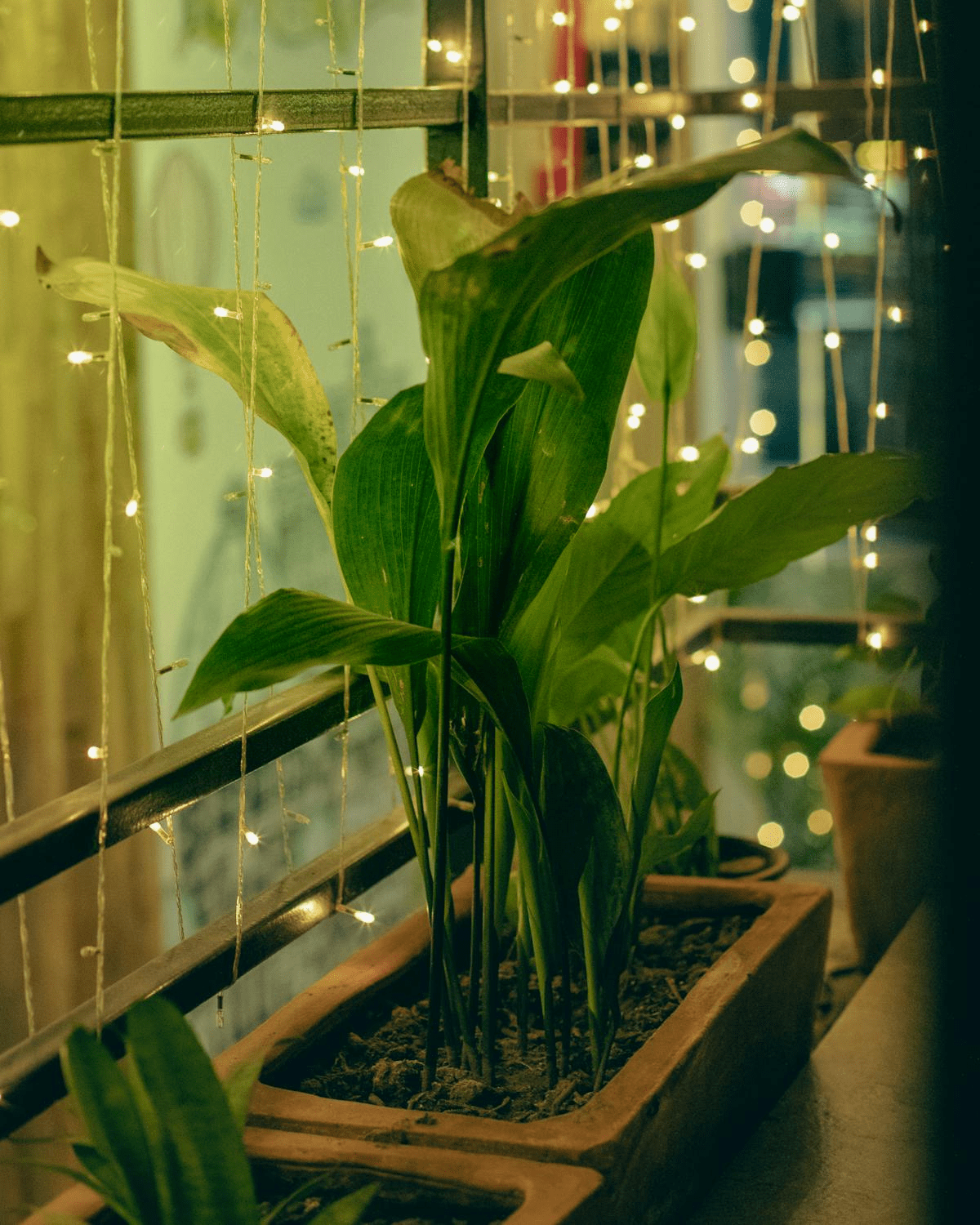 Day or Night? Watering on a Schedule houseplantsitter