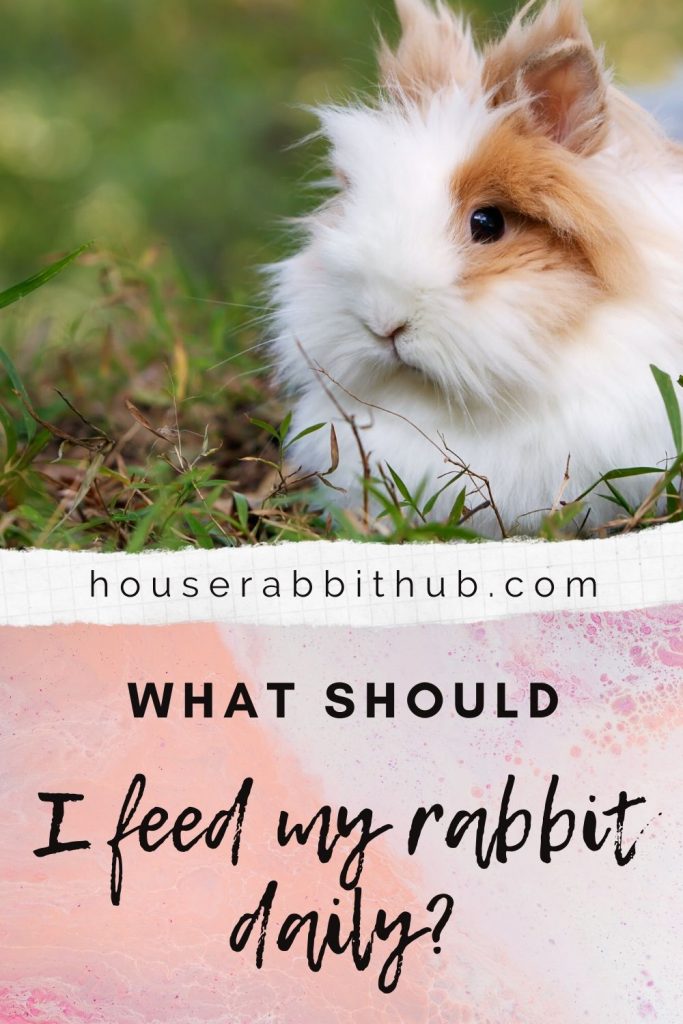What should I feed my house rabbit daily? House Rabbit Hub