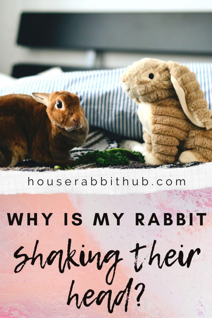 Why is my rabbit shaking their head? House Rabbit Hub