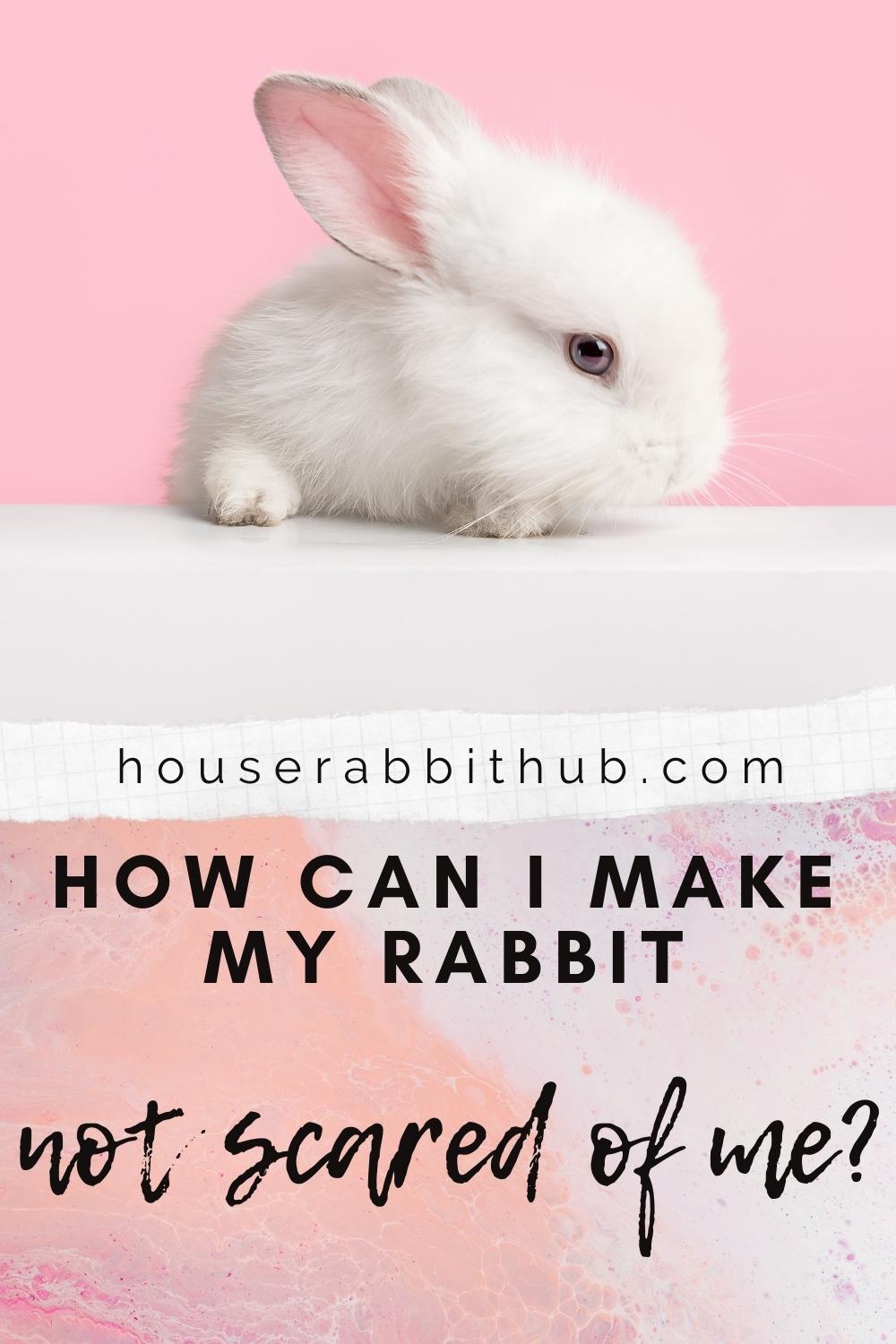 How Do I Make My Rabbit Not Scared of Me? House Rabbit Hub