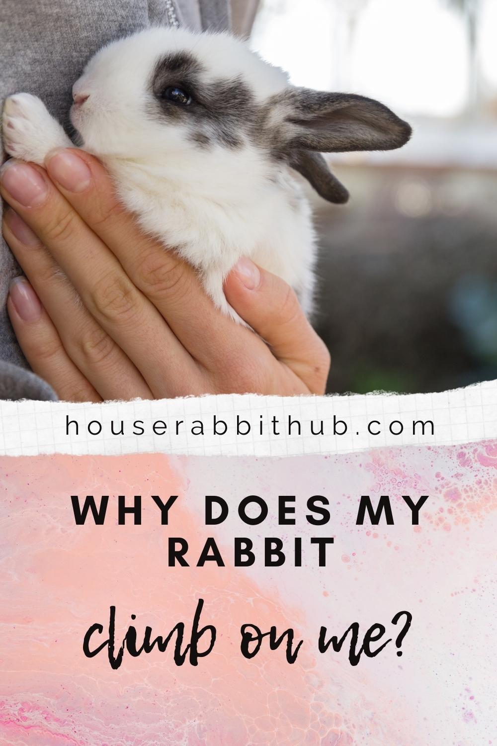 Why Does My Rabbit climb on Me? House Rabbit Hub