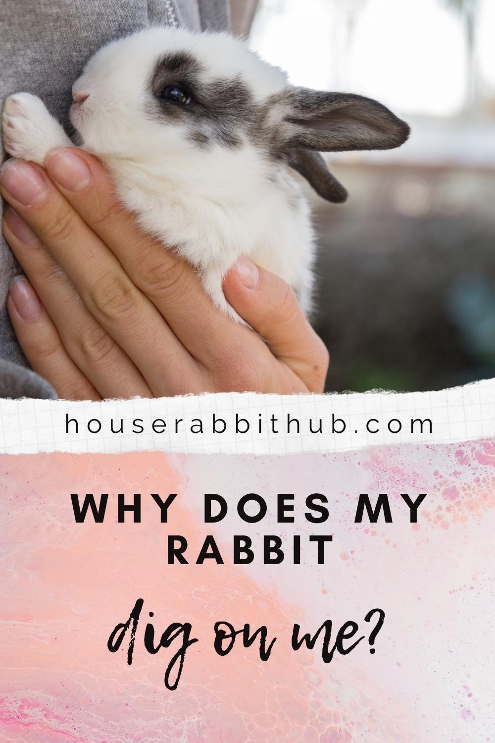 Why Does My Rabbit Dig On Me? House Rabbit Hub