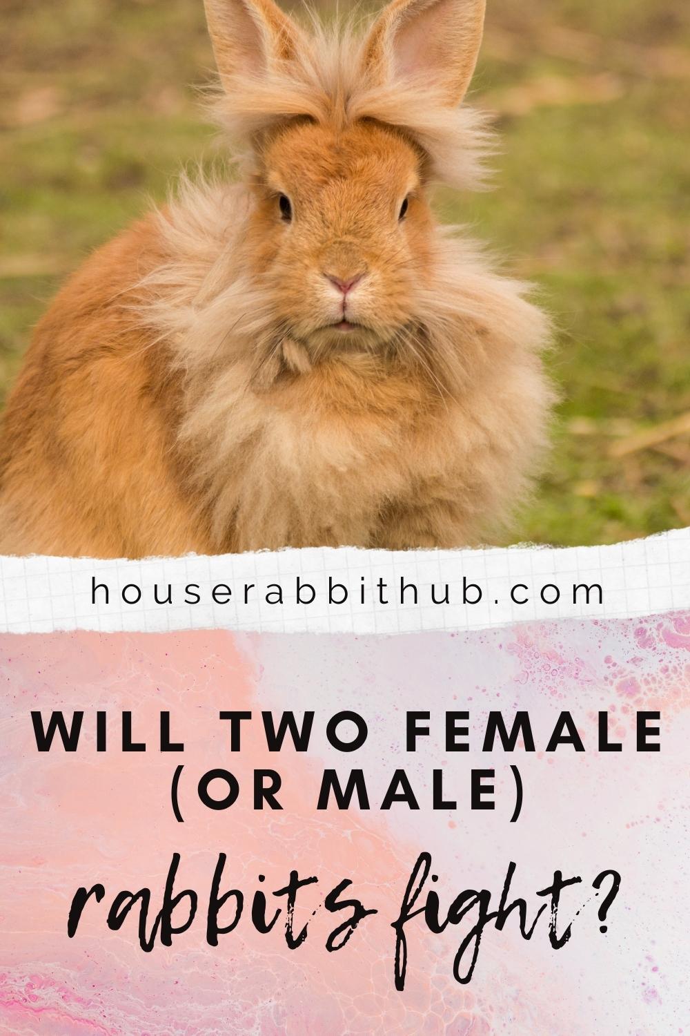 Will Two Female/Male Rabbits Fights? House Rabbit Hub