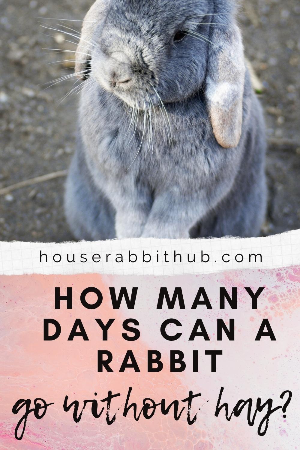 How Many Days Can A Rabbit go Without Hay? House Rabbit Hub