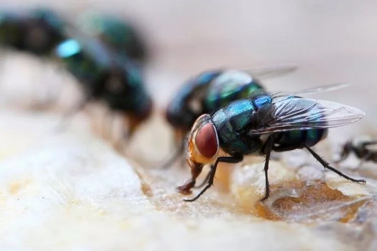 How To Keep Flies Out Of Garage In 7 Easy Steps