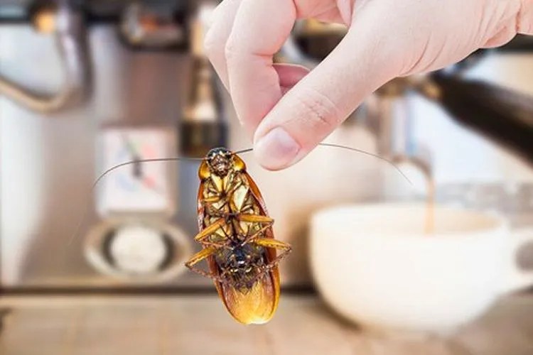 How To Get Roaches Out Of Refrigerator Motor In 5 Easy Steps