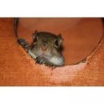 How to get squirrels out of your walls 2022 (Guide)