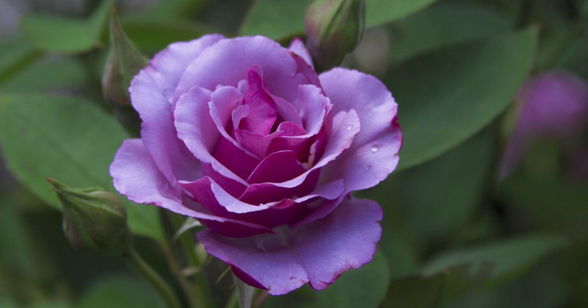 What Do Purple Roses Mean In A Relationship? Secret Meanings