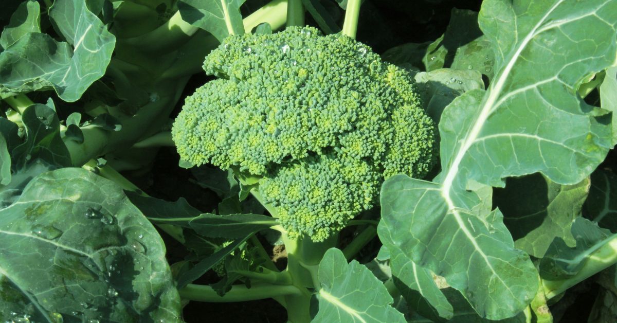 When To Plant Broccoli In Kentucky? Maximize Your Harvest
