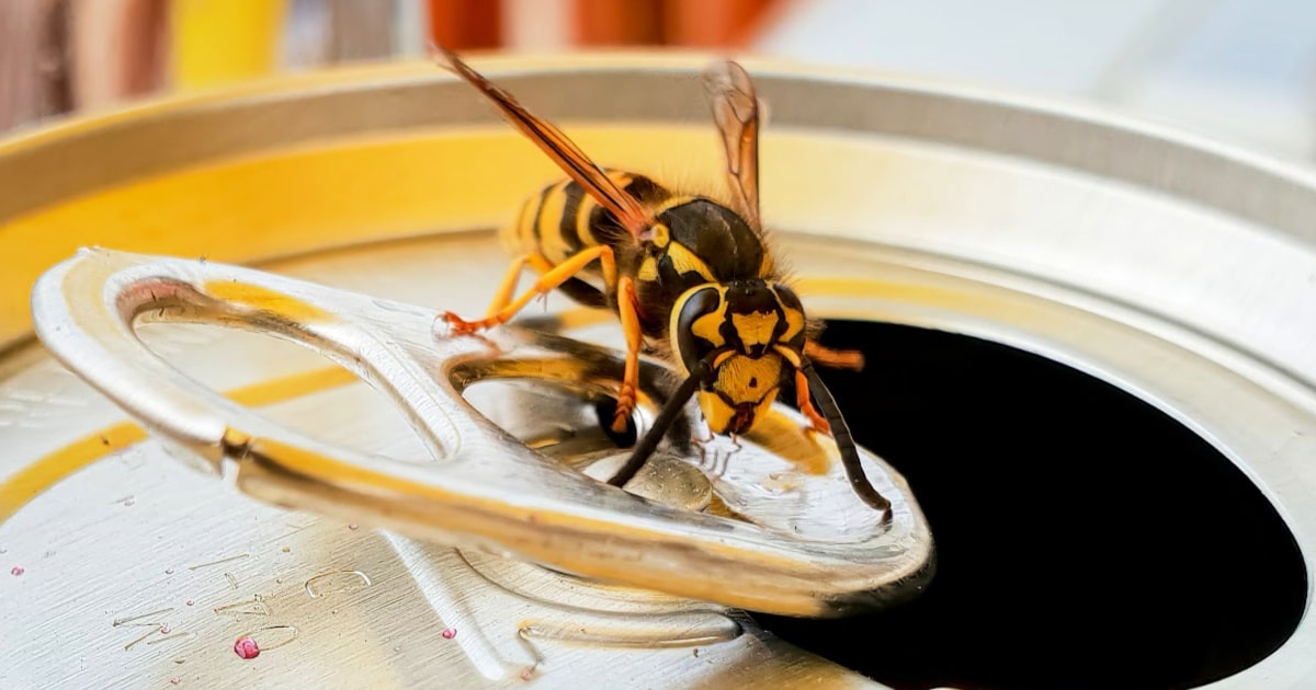 How to Keep Wasps Away from You and Your Home