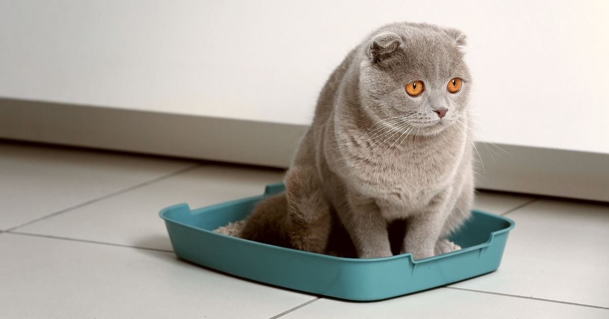 How To Keep A LitterBox Clean and Odor Free