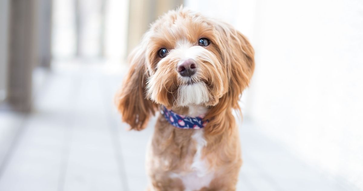 How to Clean Dog Poop Indoors or Outside