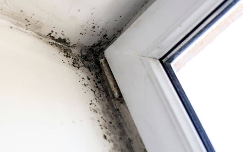 How Fast Can Mold Grow On Drywall? (Explained) [2024]